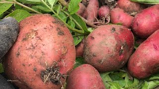 Harvesting Red Potatoes