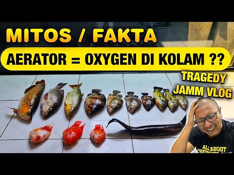 Video: Apa media untuk riak di kolam?