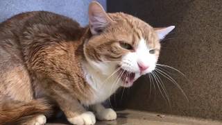 Classical Conditioning for Fearful Cats