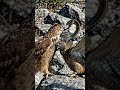 उल्लू और बाज की लड़ाई और सांपकी लड़ाई