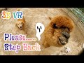 3D VR : Alpaca & Goat, Please  Step Back!!!😱