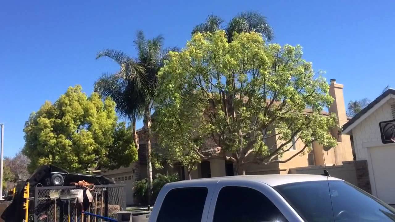 Melendez Tree Service. Trimming a Camphor Tree. Corona ca. YouTube