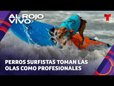 Perros surfistas se