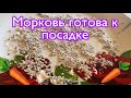 Проращивание семян моркови для быстрой всхожести!