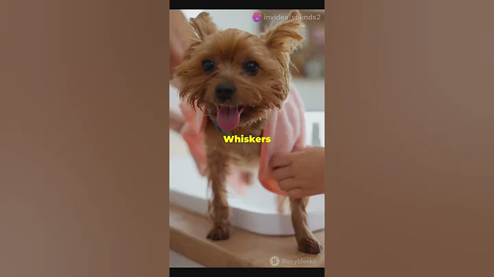 Video 5980961: cat bathing fun, cat bathing dog, cat meets dog