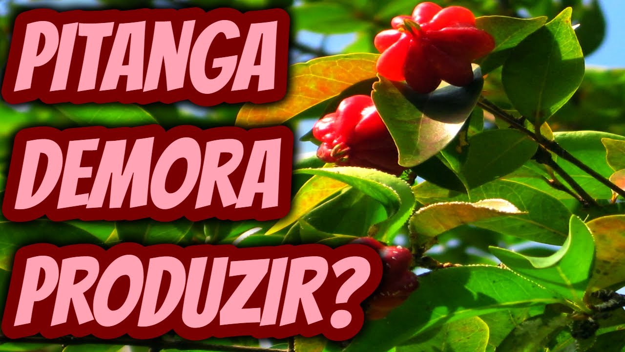 Quantos meses ou anos um pé de pitanga leva para frutificar? Quando a ...
