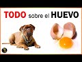 🍳 Mi PERRO puede comer HUEVO 🥚 Crudo o cocido?