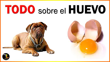 ¿Son buenos los huevos para el perro?