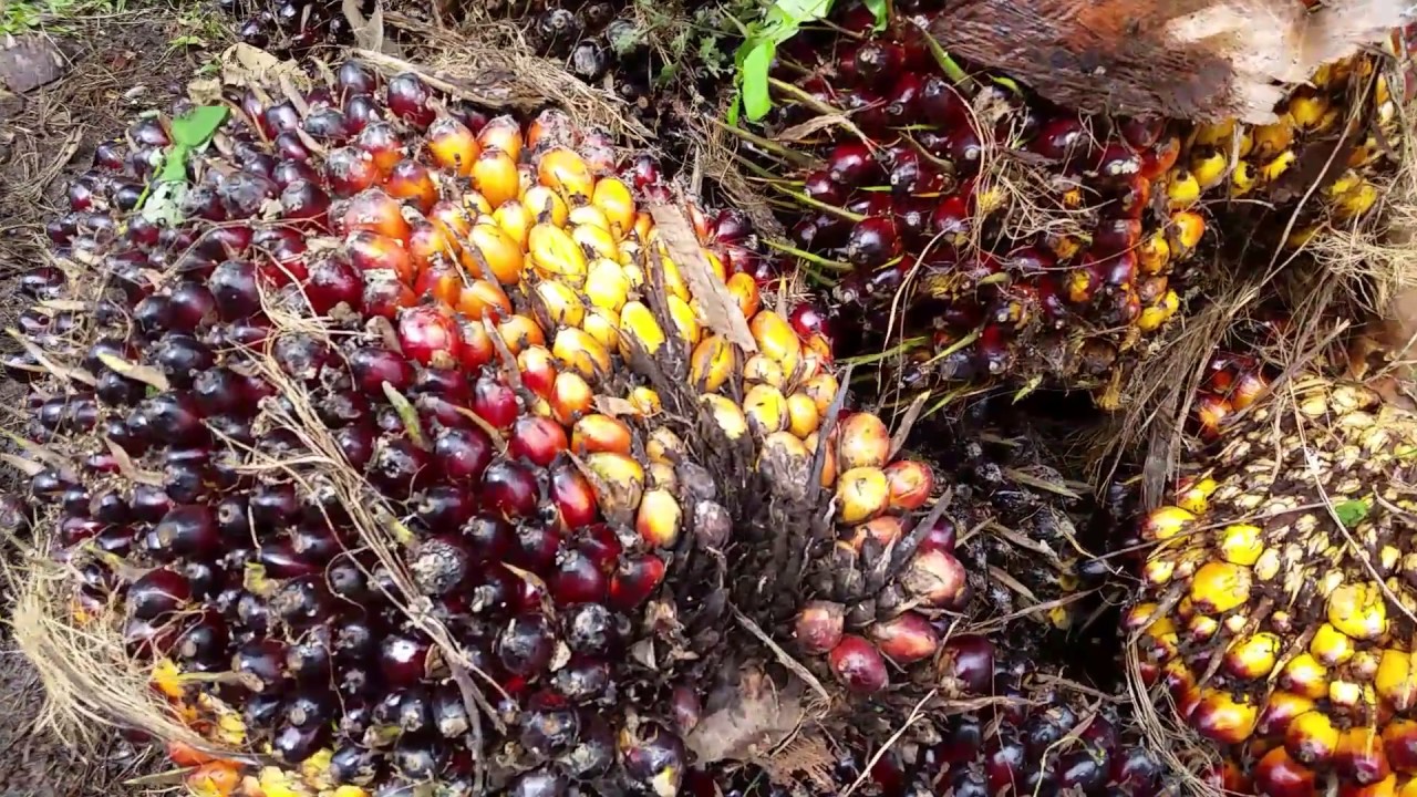 camera iphone 8 plus apk What Does Palm Oil Fruit Look Like? Responsible for the Most Tropical Deforestation in the World