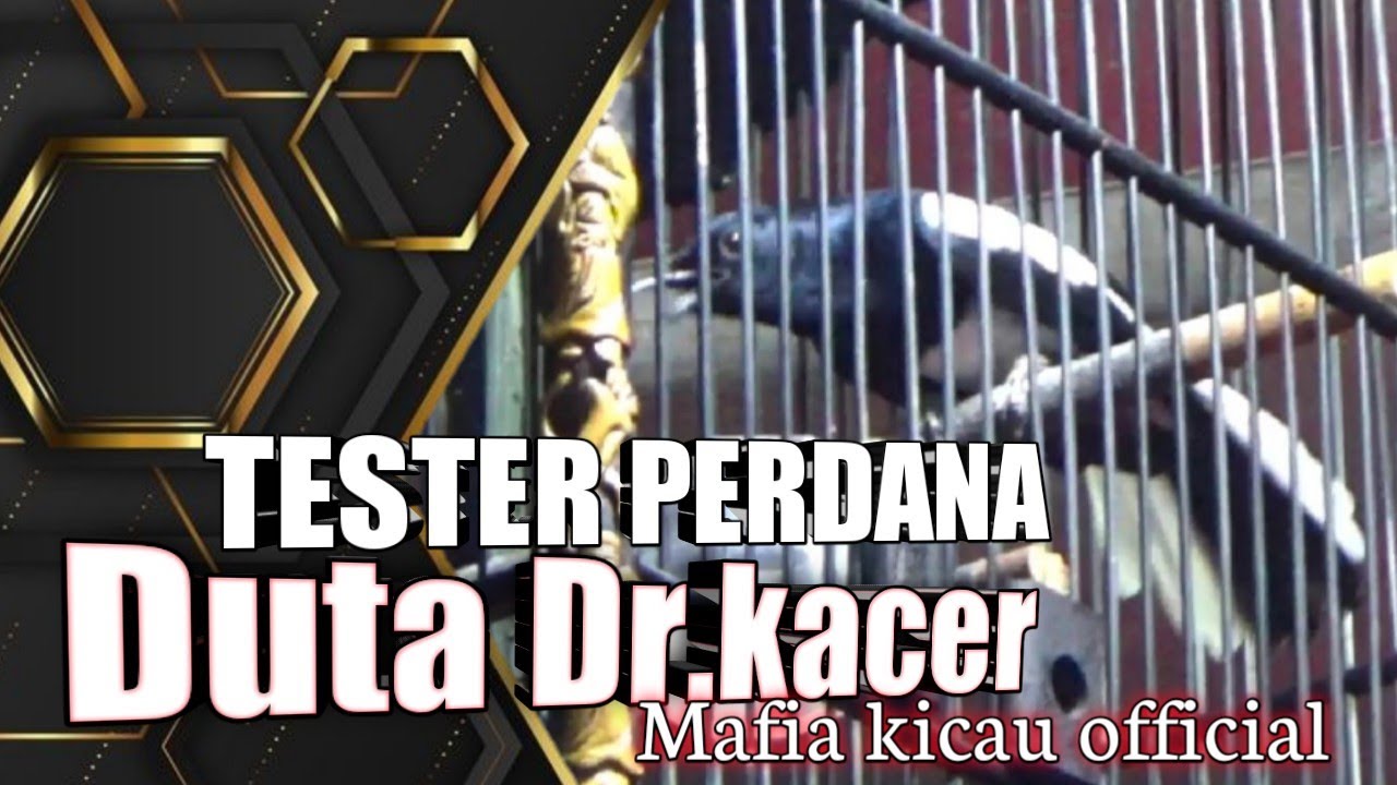MASTERPIECE ARENA‼️Tes perdana pasca mabung di latber lanjut gantang di masterpiece arena