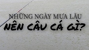 NHỮNG NGÀY MƯA LÂU NÊN CÂU CÁ GÌ? Kinh nghiệm Câu Cá