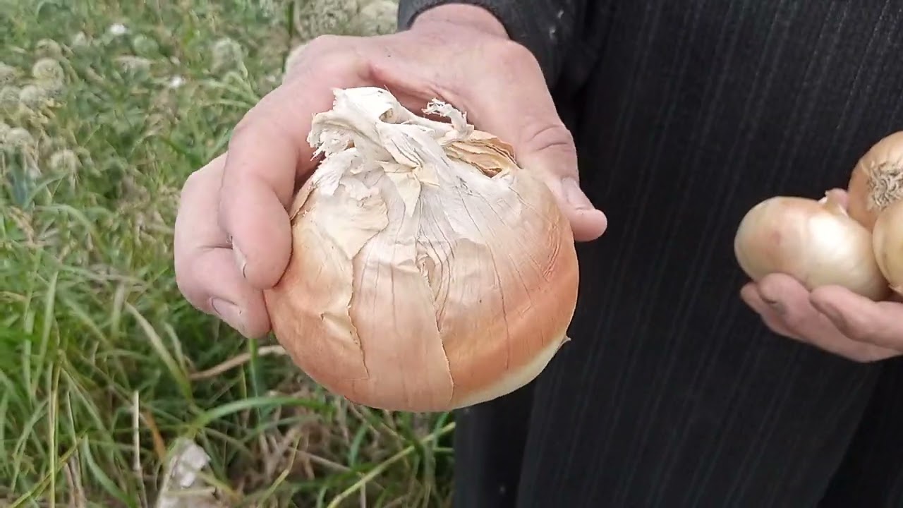 زراعة تقاوى البصل( الحبه السوداء ) #للمبتدئين