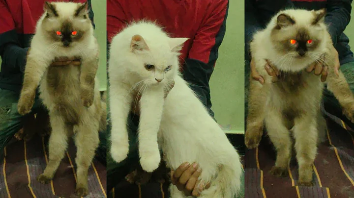 Video 3451171: himalayan male cat, persian cattery, pet farms