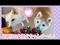 【犬の幼稚園】紫竹山店🐾月曜日の大型犬ちゃんチーム🐾