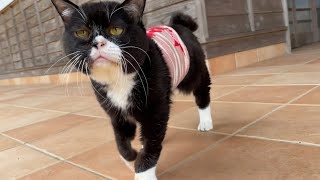 【猫】セクシーな歩き方になってしまったもんた