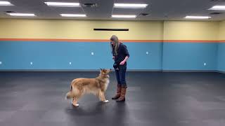 BlueDog Tutorial Up Down Game