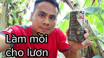 Hướng dẫn cách làm mồi đặt trúm lươn siêu nhậy - Make an effective eel shelter bait - Mai Vàng HT