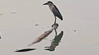 Download Lagu HIDUP INI KERAS KAWAN... TERBANG LAH!!! 💪💪 MP3