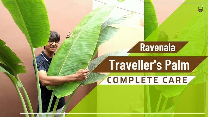 Ravenala Madagascariensis, Traveller's Palm – Greentize