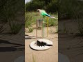 Amazing DIY Parrot Trap Using Paper and Can Easy Setup in Minutes #DIY #ParrotTrap #LifeHack