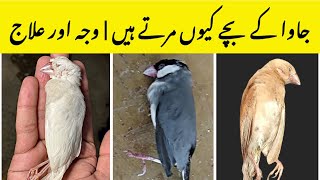 Why Java Chicks Expire