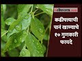        benefits of curry leaves