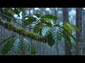 Deep Forest Rain Sounds for Sleeping Instantly 🌧️ No Noise, Pure Nature Ambience Sleep & Relaxation