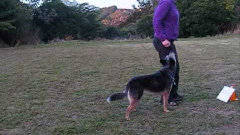 Demonstration of a Selection of Rally-Freestyle Elements Intermediate Signs