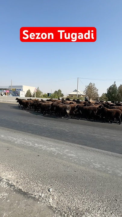 Kavkaz gey porno videolar