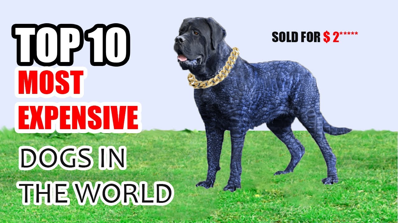 Most Expensive Dog Breeds. Top 10 Expensive Dogs YouTube