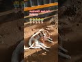 RIP...😭😭😭😭🐕🐕 #love #song #bgm #dogloveryoutubechannel #dogvideos #dogadoption