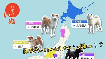 日本固有種 海外の反応