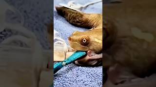 Vet Found A Rubber Toy Inside This Turtle It Was Blocking Everything.