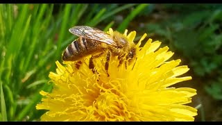 Springtime Buzz | World of tiny animals |