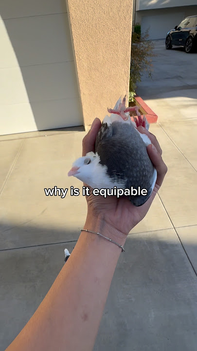 YOU CAN JUST PICK IT UP??! #bird #pigeon