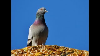 Rock dove, rock pigeon, or common pigeon - (Columba livia) - Περιστέρι - Αγριοπερίστερο  - Cyprus