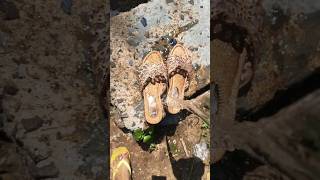 partywear sandles| offline ₹ 500 and online ₹272 😱 Unbelievable deal #meesho