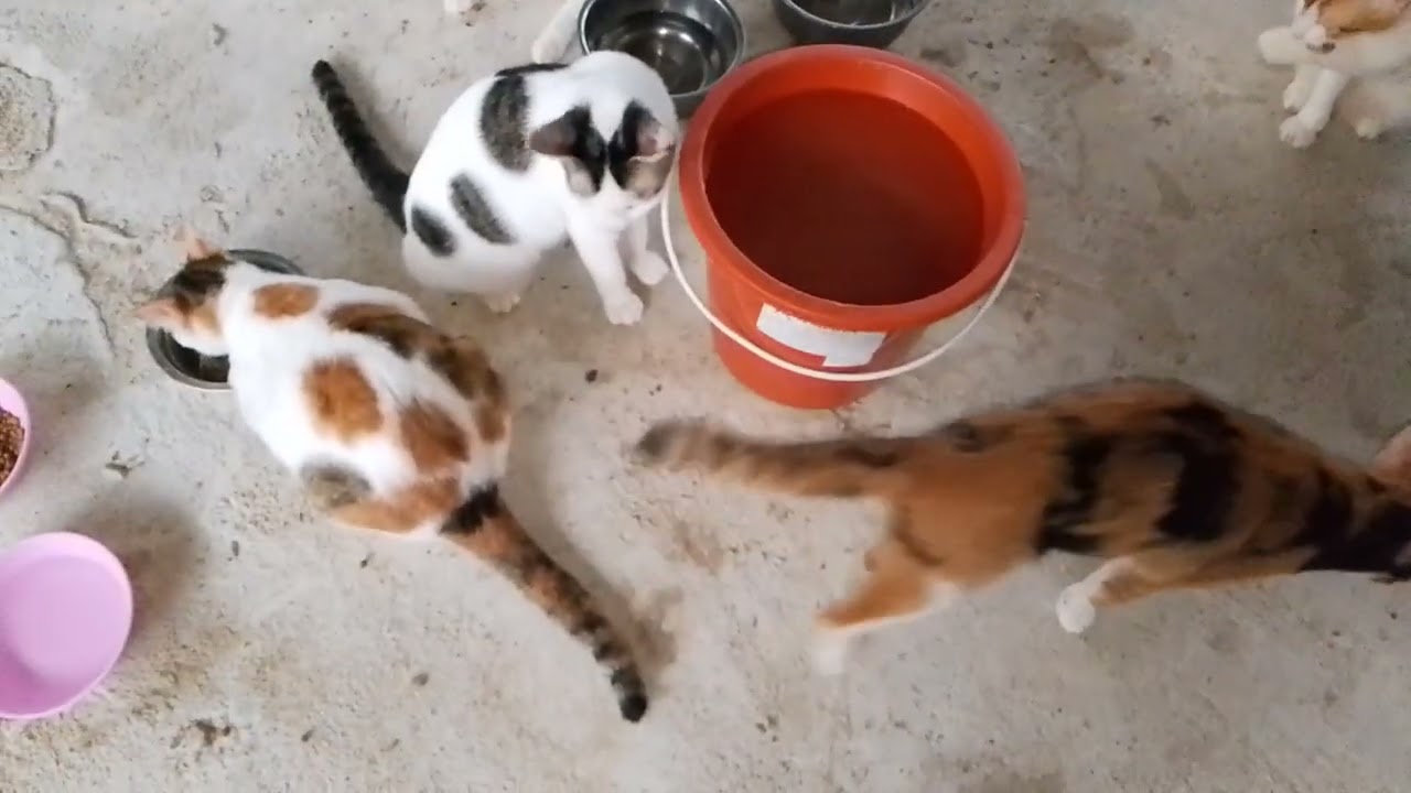 ดูความน่ารักของน้องเหมียวแล้วมีความสุขมากครับ