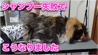 【あずきちゃん】シャンプー失敗したらこうなってました。ブラッシング編【スコLH】