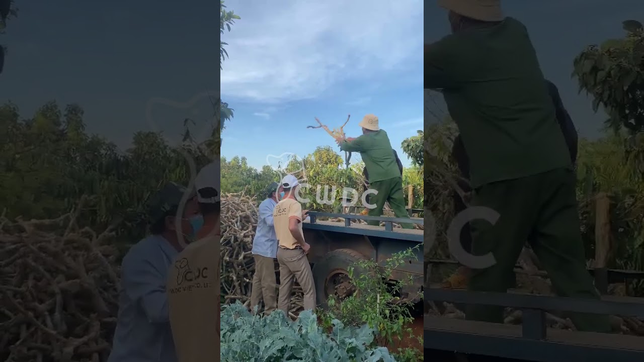 How CWDC Vietnam Supports Sustainable Livelihoods for Minority Communities 