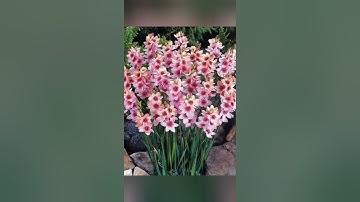 قراءة من سورة الاحزاب الآيات (1-30) بصوت الشيخ صلاح بو خاطر