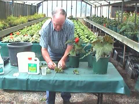 Videó: Gryphon Begonia információ - Hogyan neveljünk Gryphon Begoniát
