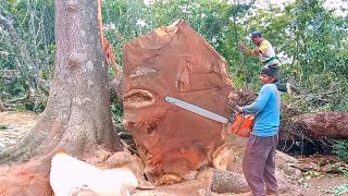 Download Lagu Tebang Pohon Trembesi bernilai ratusan juta rupiah, Chainsaw STIHL 382,440,651\u0026 Husky 395 MP3 Download Lagu Tebang Pohon Trembesi bernilai ratusan juta rupiah, Chainsaw STIHL 382,440,651\u0026 Husky 395 MP3