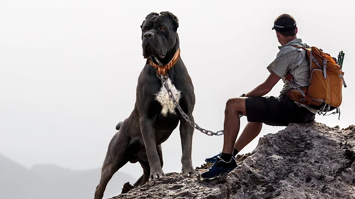 THE 10 BEST DOG BREEDS FOR HIKING