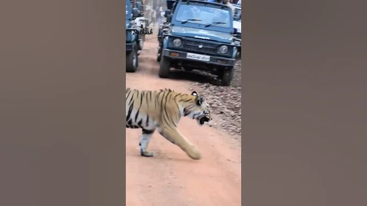 Tigress "Collarwaali" and her 3 cubs at Tadoba Tiger Reserve, Maharashtra, India 🇮🇳