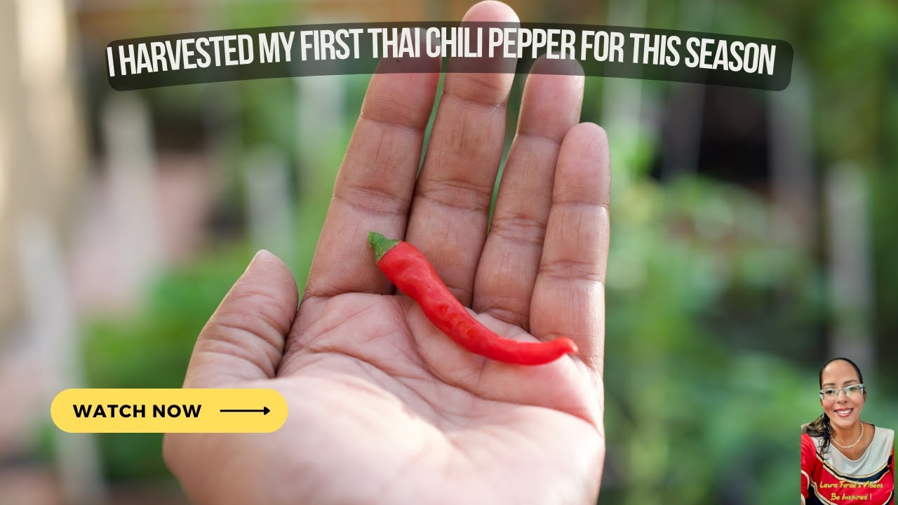 I Harvested My First Thai Chili Pepper For This Season | Garden Progress 57 | Episode 184