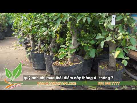 Video TÁO MỸ ĐANG TRÁI Nhiều Kích Cỡ, Giá Tốt Cho Mọi Người,... - youtube
