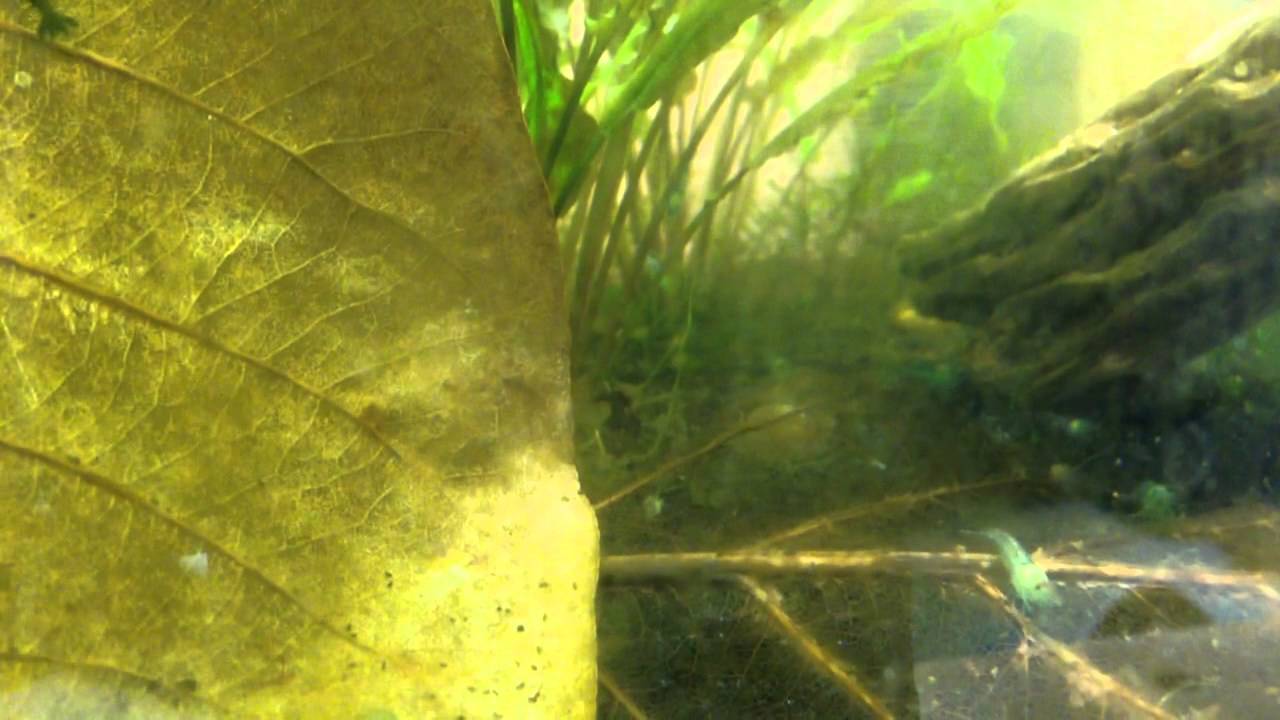 dwarf shrimp compatibility chart How to Breed Shrimp: TDS and Water Changes