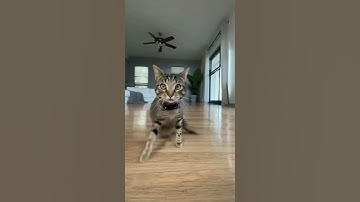 when catnip hits hard