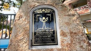 Cây Trôm cổ thụ siêu to khổng lồ được công nhận là Cây Di Sản Việt Nam ở Bình Dương|Vùng Đất Rồng 